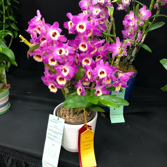 Meet your Posher, Gloria - Picture 1 of 1